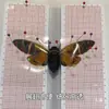 Celofán Mariposa de Alas Extendidas Material para Hacer Espécimenes de Insectos Alta permeabilidad y fuerte permeabilidad para alfileres de mariposas