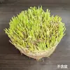 Planta Hidropónica Hierba Moneda de Cobre Hoja Grande Cultivo en Agua Hierba Dinero Acuario Paisajismo Cría de Peces Cría de Tortugas Plantas Acuáticas Flores Perennes de Cuatro Estaciones