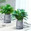 Paquete de Envío Directo de una Sola Pieza de Planta en Maceta Princesa Diamante Dorado Verde con Capullos de Flor, Planta en Cesta Verde, Planta Hidropónica, Flores de Oficina y Plantas Verdes