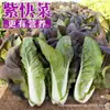 Shandong Shouguang enciclopédia de sementes de vegetais atacadista fonte de sementes de melão e frutas fabricantes suporte para todas as quatro estações primavera e verão uma geração de cabelo