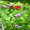 Alevino de Peixe Ornamental, Tanque com Grama Lótus Vermelha e Verde, Cardume de Peixe Lâmpada Pequeno de Água Doce, Peixe de Aquário para Pet, Peixe Pequeno de Tanque com Grama