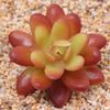 Planta Suculenta Mini Atacado Cabeça de Flor Artificial Pequenos Acessórios para Arranjo de Flores Suculenta Falsa Flor de Plástico Planta Decorativa Planta em Vaso