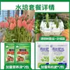 Tulipanes Hidropónicos al por Mayor 5 Grados Bulbos Grandes Resistentes al Frío para Invierno Interior/Exterior Fáciles de Cultivar para Principiantes Flores en Maceta Plantas