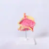 Modelo de Anatomía Nasal, Estructura de la Cavidad Nasal Humana, Materiales Didácticos Artificiales, Equipo Especial de Entrenamiento para Facultades de Medicina, Bienvenido a Consultar en Detalle