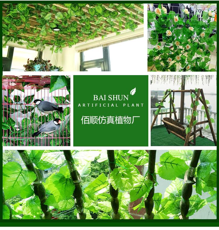 阿里葡萄叶_18