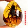 Colgante de Ámbar con Espécimen de Insecto Real Ámbar Insecto Gota de Agua con Forma de Insecto Escorpión Mariposa Abeja Flor Ámbar Transmisión en Vivo Venta al por Mayor