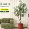 Planta de olivo en maceta para sala de estar interior, esquejes reales, planta grande en maceta, fácil de cuidar, adecuada para inauguración de casa y mudanza