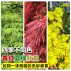 Plántulas de Arce de Hoja de Arce con Injertos de Arce Rojo, Adecuadas para Plantar Tanto en Regiones del Norte como del Sur, Plántulas Grandes, Resistentes al Frío, Adecuadas para Macetas en el Patio, Árboles de Paisajismo Nativo para Exteriores
