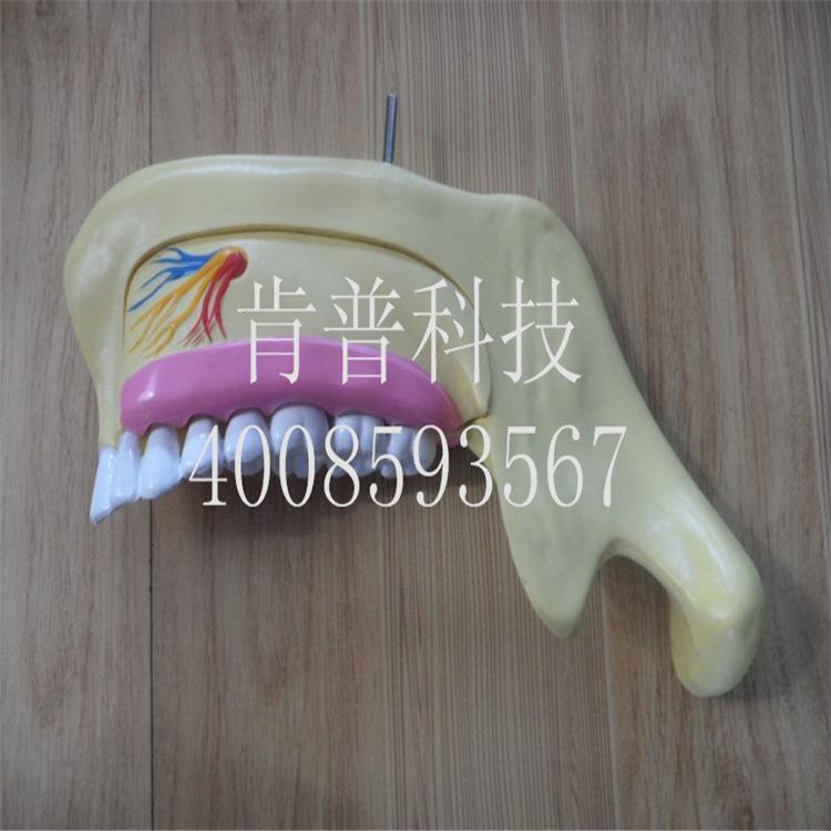 肯普产品5