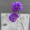 Flor de hortensia coreana de doble cabeza diámetro 14 cm escenario de boda fondo floral flor de construcción flor artificial de comercio exterior