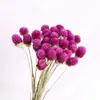 [Pueblo de Zanhua] Polvo de Mil Días Rojo de Mil Días Flores Secas ramo decoración del hogar familiar productos florales flores reales