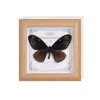 Marco de Fotos con Espécimen de Mariposa Real con Acabado de Alta Gama, Perfecto para Regalos Navideños, Pintura Decorativa, Exquisito