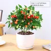 Semilleros Comestibles Frescos de Planta de Pimiento Multicolor para Plantar en Balcón y Jardín