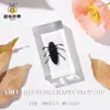 Espécimes de insetos reais: besouro-veado, escorpião, louva-a-deus, aranha. Presente de nicho para educação em ciências biológicas, ornamento de resina para comércio transfronteiriço