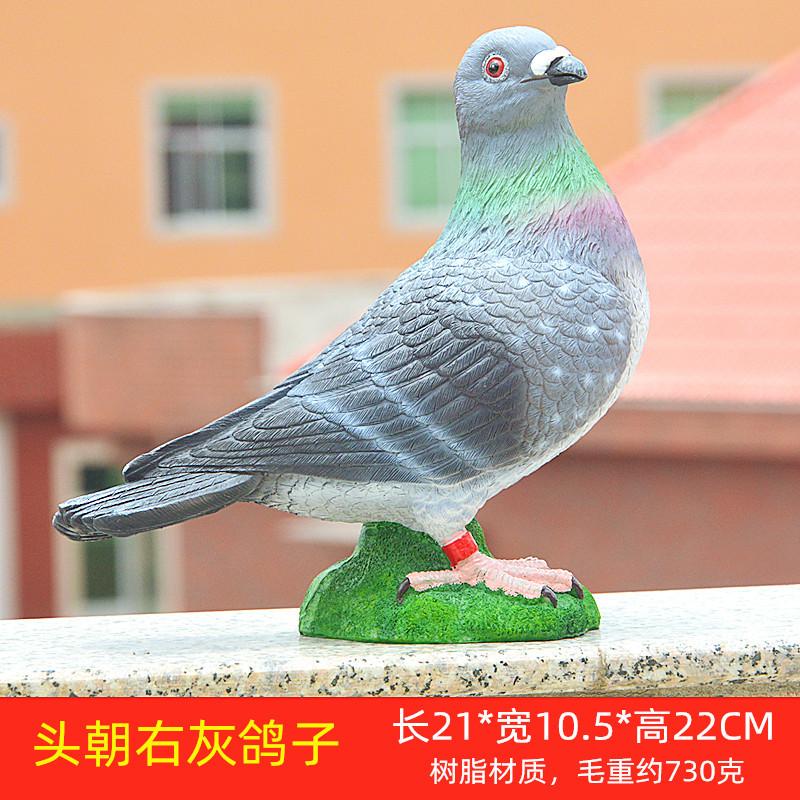 头朝右灰鸽子