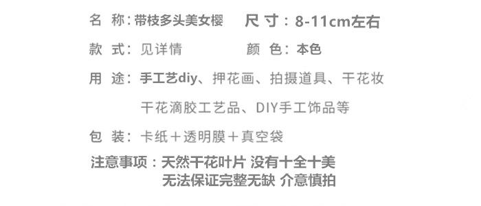 带枝美女樱.png