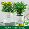 Plántulas de hojas de menta y romero comestibles en macetas de menta limón, repelente de mosquitos, flores hidropónicas, plantas verdes de interior