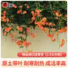 Plántulas de Flor Lingxiao Resistentes al Frío, Enredaderas Trepadoras, Florales de Floración Cuatro Estaciones, Plántulas Grandes, Plantas Verdes, Plantas en Maceta, Florales de Petardos para Patio Balcón, Glicina