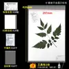 Papel para especímenes de plantas, cartón, papel para especímenes, papel absorbente, carpeta para especímenes de plantas, herramientas y materiales para la preparación de especímenes de plantas