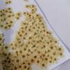 Ciruela Perlada, Narciso Pequeño, Flor de Ciruelo Pequeña, Flor de Cinco Estrellas, Flor de Cinco Pétalos, Flor Seca para Uñas, Estampado de Funda de Teléfono de Resina Transfronteriza