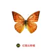 Especímenes Tridimensionales de Mariposas e Insectos Reales para la Educación Científica Infantil en Jardines de Infancia, con Alas Extendidas, Diseño de Estilo Fotográfico 1