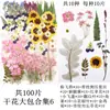 Flores Secas, Kit de Materiais para Prensagem de Flores Reais, Espécimes de Folhas Transfronteiriços, Espécimes de Plantas de Flores Prensadas DIY, Pétalas de Flores Secas para Resina para Artesanato