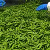 Edamame en Vaina Congelado Rápido Grado Exportación de Taiwán, 75 Tesoros Verdes, Disponible para Suministro Inmediato, Edamame Fresco Congelado para Procesamiento, Venta al por Mayor Disponible