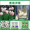 Tulipanes Hidropónicos al por Mayor 5 Grados Bulbos Grandes Resistentes al Frío para Invierno Interior/Exterior Fáciles de Cultivar para Principiantes Flores en Maceta Plantas