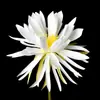 Planta Artificial Verde Epiphyllum Flor Artificial Grama Artificial Galho Único Decoração de Casa Sala de Estar Entrada Lanterna de Exibição Fabricação Arte Floral