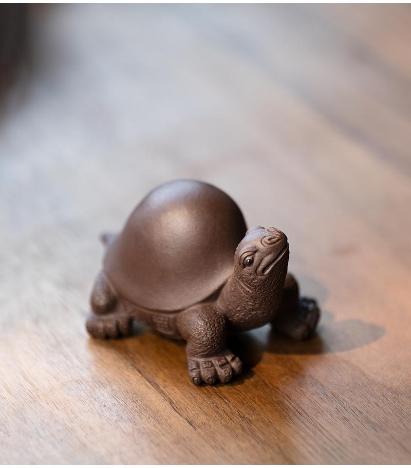 将军龟20210806 (13).jpg