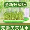 Placa de siembra con recarga automática de agua Brotes de soja vegetales Placa de germinación de semillas de vegetales de doble capa Placa de plántulas de brotes Maceta hidropónica