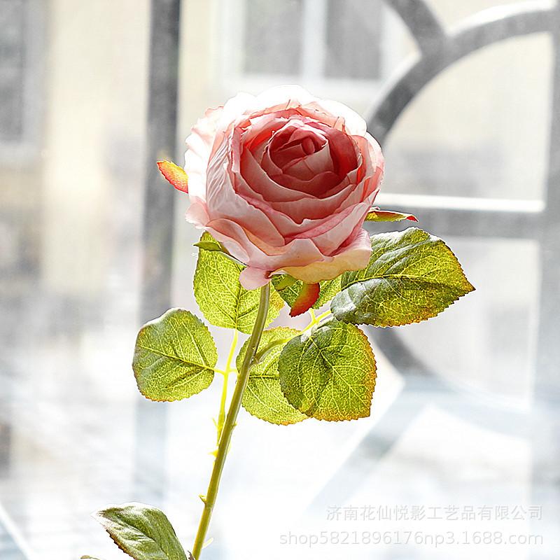 单支复古英国玫瑰