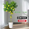 Planta de Limonero en Maceta con Fruta Comestible Planta Verde Alta para Sala de Estar Planta Grande Interior Balcón Perenne Todo el Año