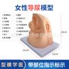 Cateterismo humano simples anatomia genital interna e externa e modelo de cateterismo feminino sistema urinário masculino sistema reprodutor