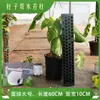 Coluna de Musgo Sphagnum, Haste de Suporte para Monstera, Poste para Plantas Trepadeiras, Tubo para Raízes Aéreas, Suporte, Tubo, Extensão de Emenda
