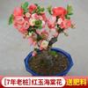 Planta de Begonia en Maceta Brote Viejo Macizo Floración Cuatro Estaciones Flor de Interior Patio Balcón Verde Precioso