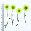 Flores Secas com Galhos, Crisântemos e Margaridas Prensados, Kit de Material para Abajur de Mesa com Flores Prensadas, Marcador de Página de Flores Naturais, Espécime de Planta em Resina