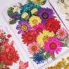 Bolsa de Flores Secas para Manualidades con Flores en Relieve, Marcapáginas de Flores en Relieve, Bolsa de Flores en Relieve, Material para Pintura en Relieve, Pegamento para Flores Reales, Hojas Secas