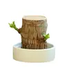 Planta de Madeira Brasileira, Madeira da Sorte, Planta Parecida com a Árvore Groot, Florindo com Botões, Planta Verde de Baixa Manutenção, Pequena Planta de Vaso para Desktop para o Escritório