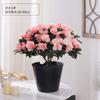 Planta de Azaleia em Vaso com Botões Florais, Planta Grande Madura, Floresce o Ano Todo, Adequada para Varanda e Visualização Interna, Planta Perene Verde