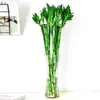Dragón de Bambú Wenchang Planta de Bambú con Raíces, Cultivada en Agua para Prosperidad y Buena Suerte, una Planta en Crecimiento para Decoración de Sala de Estar Interior