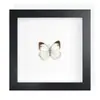 Mariposa Real, Especie Preciosa de Verano, Mariposa Rara, Mariposa Pequeña de Cinta Verde, Adorno de Escritorio, Espécimen de Regalo, Pintura Decorativa, Espécimen de Mariposa