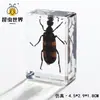 Artesanías de especímenes, insectos reales, escarabajo ciervo, escorpión, escarabajo, araña, regalos de enseñanza de ciencias biológicas, adornos de resina