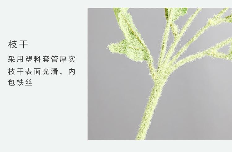 小枝多头罂粟花