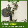 Sementes de Osmanthus Hidropônico em Vasos com Botões e Fragrância Forte para Interior, Escritório, Mesa, Cultivo em Água o Ano Todo