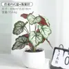 Flores Artificiales Pequeños Adornos Maceta Escritorio Árbol de la Fortuna Plantas Verdes Artificiales Oficina Decoración de Flores Artificiales Sala de Estar Plantas Biónicas
