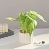 Planta Verde Artificial em Vaso Decoração de Casa Desktop Interno Pequenos Enfeites Adereços de Fotografia Planta Verde Artificial Bonsai Flores Artificiais