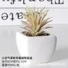 Simulação carnudo bonsai de cerâmica home office enfeites de mesa plantas verdes em vasos adereços de tiro bacia de combinação artificial
