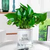 Planta Hidropónica Marianne en Maceta Planta Perenne Verde de Interior Fácil de Cultivar Bambú Rico Sala de Estar Flor de la Suerte para Eliminar Formaldehído
