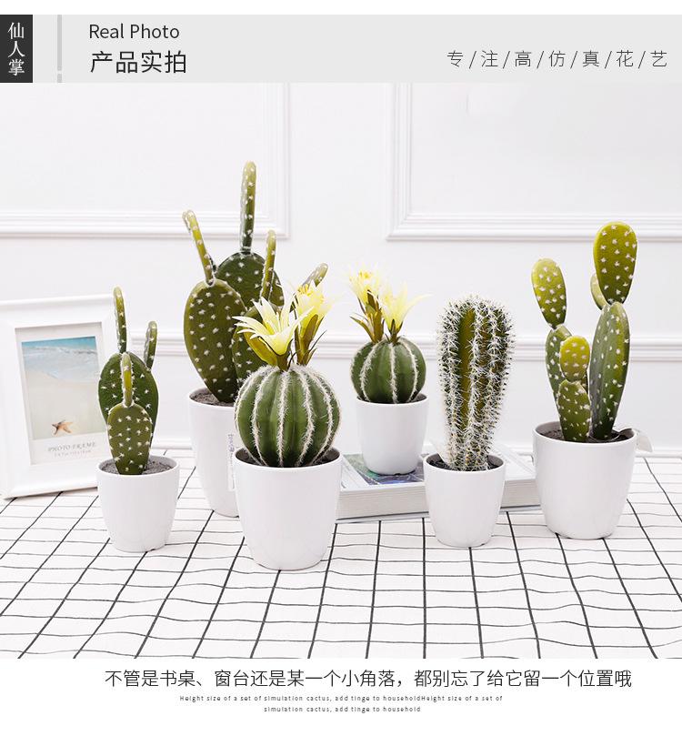 仙人掌小盆栽_07.jpg
